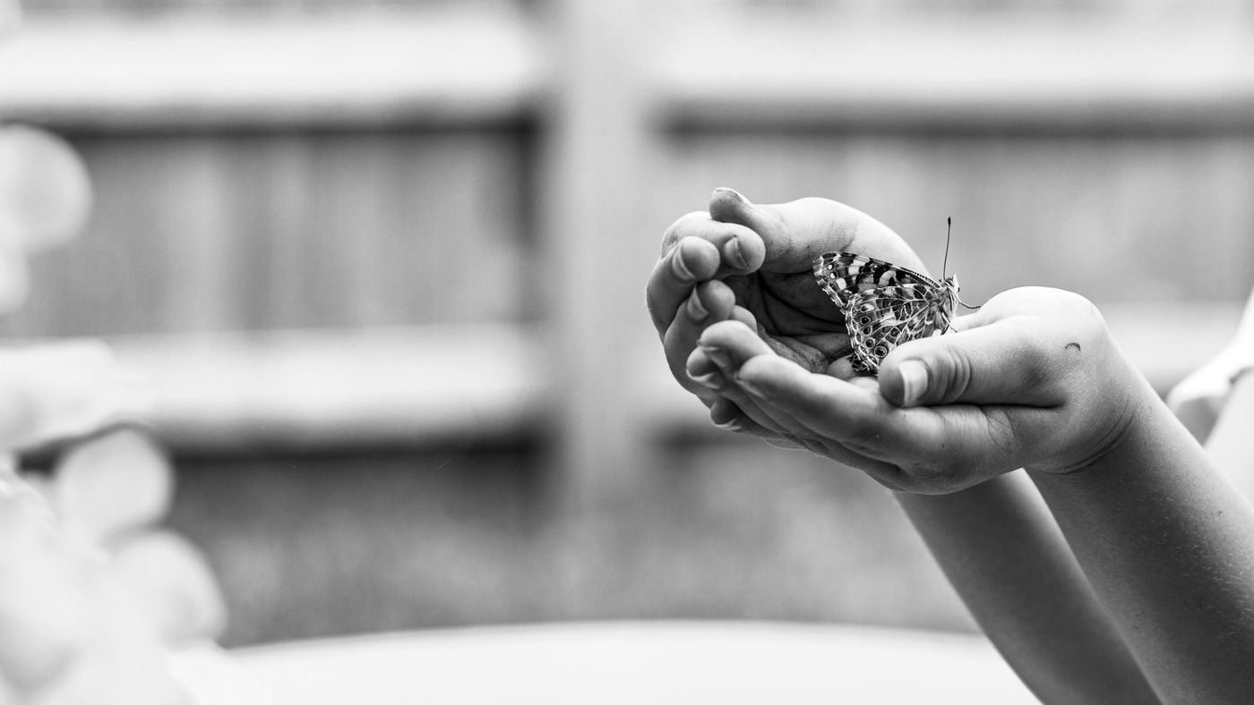 A child's cupped hands gently holding a butterfly, in black and white